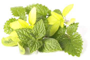 Image showing fresh herbs
