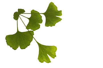 Image showing ginkgo biloba