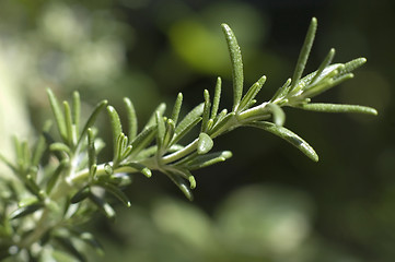 Image showing fresh rosemary