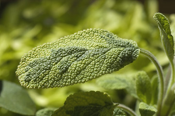 Image showing fresh salvia