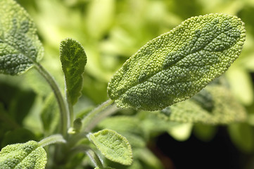 Image showing fresh salvia