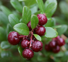Image showing ripe foxberry