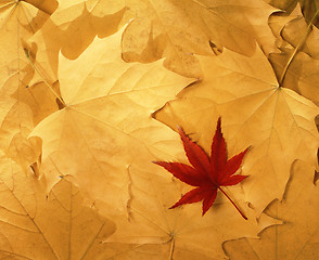 Image showing Autumn leaves