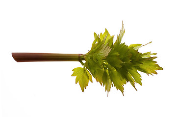 Image showing fresh lovage