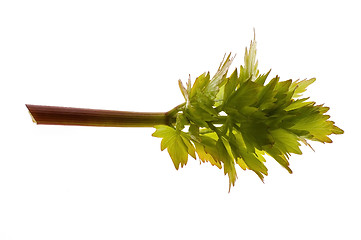 Image showing fresh lovage