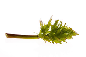 Image showing fresh lovage