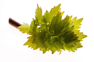 Image showing fresh lovage