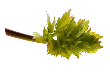 Image showing fresh lovage