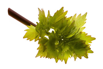 Image showing fresh lovage