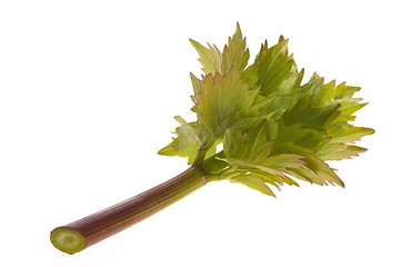 Image showing fresh lovage