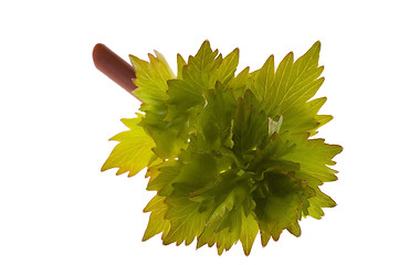 Image showing fresh lovage