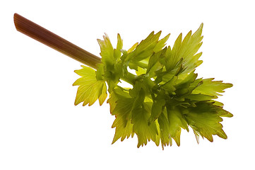 Image showing fresh lovage