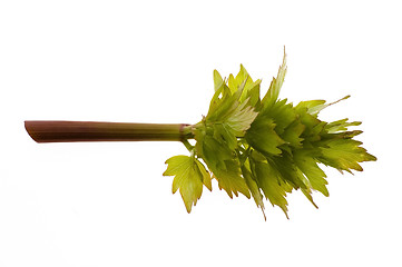 Image showing fresh lovage