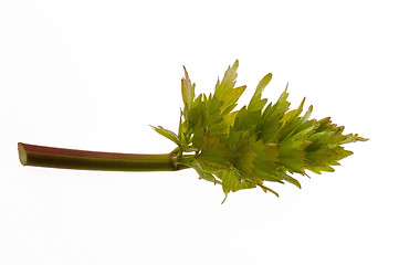 Image showing fresh lovage