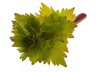 Image showing fresh lovage