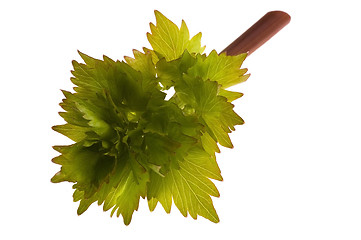 Image showing fresh lovage