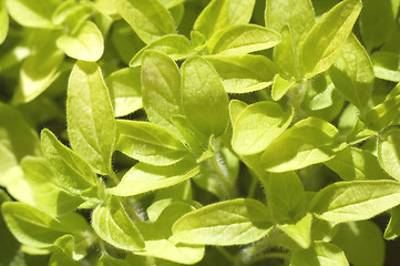 Image showing fresh herbs. oregano