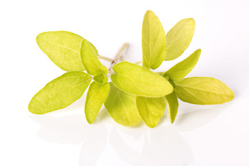 Image showing oregano