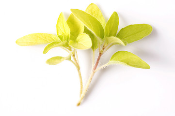 Image showing fresh herbs. oregano