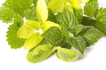 Image showing fresh herbs