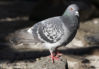 Image showing Dove. 