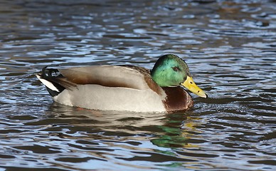 Image showing Mallard in the water. 