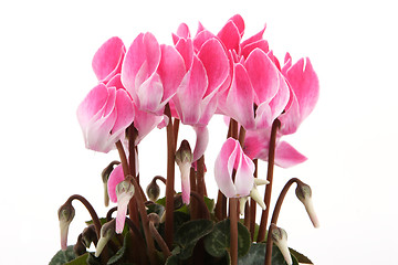 Image showing Cyclamen