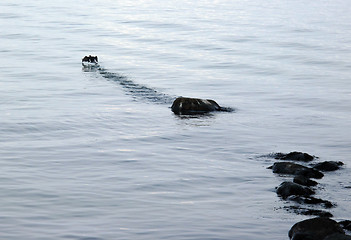 Image showing Cormorant leaving its resting place