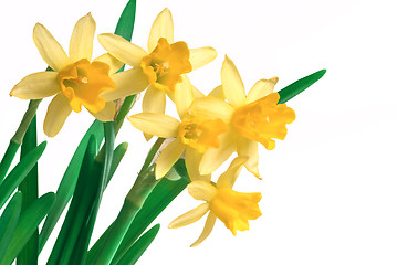 Image showing daffodils