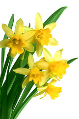 Image showing daffodils