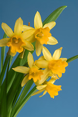 Image showing daffodils