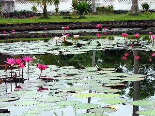 Image showing Water lilies and reflections