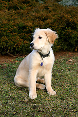 Image showing Golden Retriever Puppy