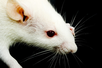 Image showing White Rat