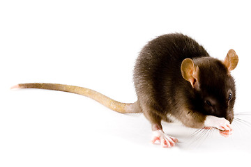 Image showing Brown Rat