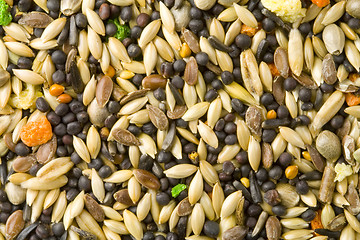 Image showing Bird Food