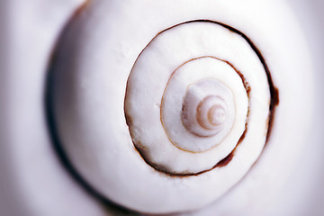 Image showing sea shell