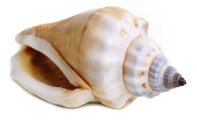 Image showing sea shell 