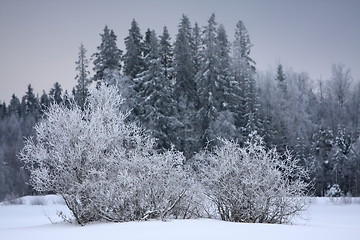 Image showing Snowy scenery