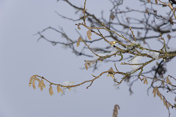 Image showing A winter tree