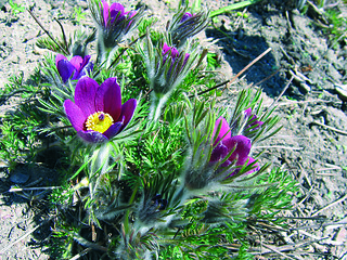 Image showing pasque flower