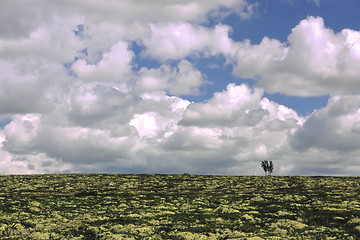 Image showing Solitary Tree