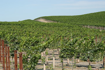 Image showing Vines