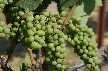 Image showing Grapes