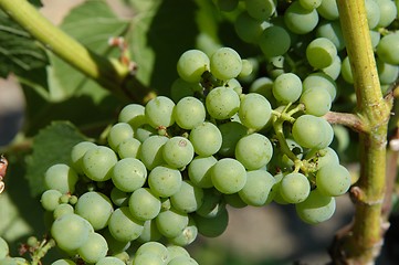 Image showing Grapes