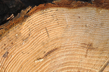 Image showing Fresh felled