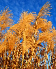 Image showing Harvest