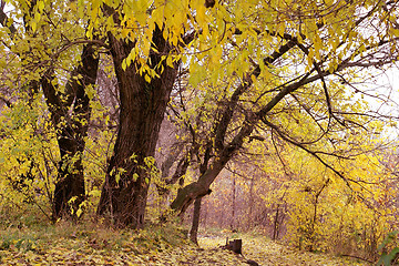 Image showing Autumn park