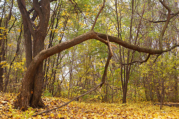 Image showing Autumn park