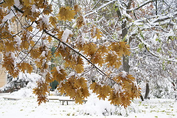 Image showing Tree branch unter snow